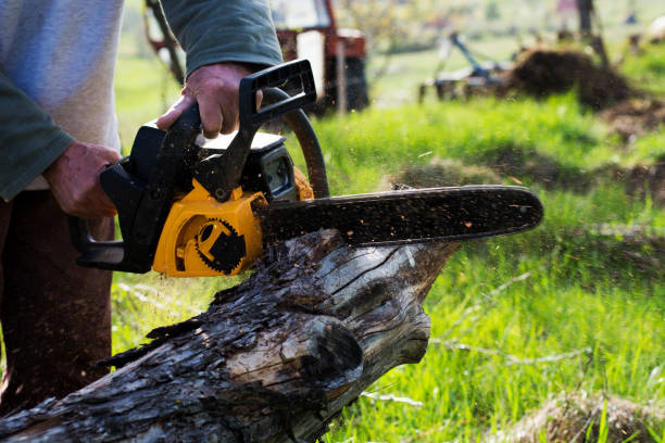 Reliable Boulder City, NV Tree Care Solutions